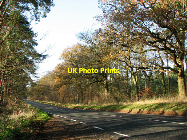Photo 6"x4" The B1107 road from Thetford to Brandon Santon Downham c2011