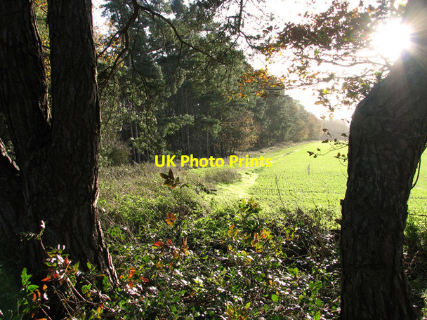 Photo 6"x4" Snowberry Belt, south of the B1107 road, Santon Downham Santon Downham c2011