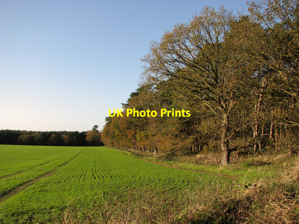 Photo 6"x4" Trees lining Thetford Road (B1107), Santon Downham Santon Downham c2011