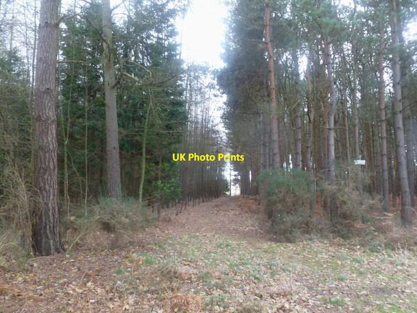 Photo 6"x4" Ripley Wood, forestry track North Ripley c2011