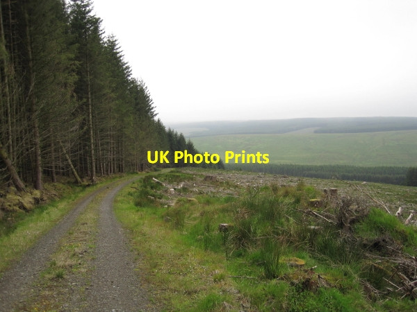 Photo 6"x4" Forest Track above Deadwater Burn Myredykes Plantn c2011