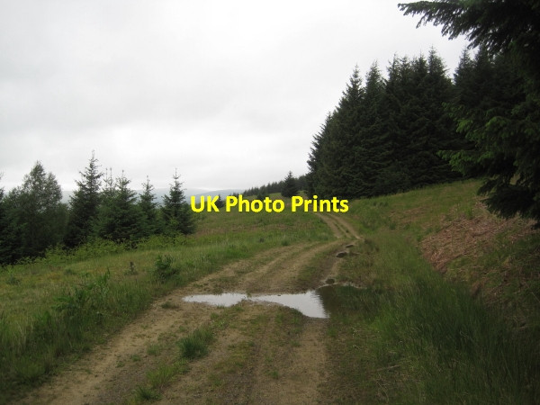 Photo 6"x4" Forest Track, Deadwater Deadwater Burn c2011