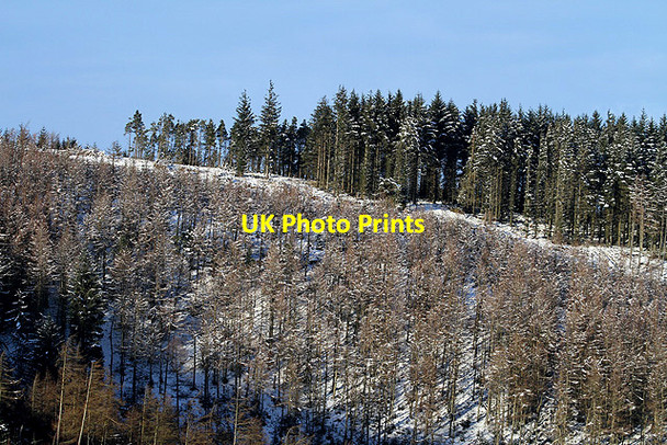 Photo 6"x4" Forestry at Muckle Crib Broadmeadows\/NT4130 c2011