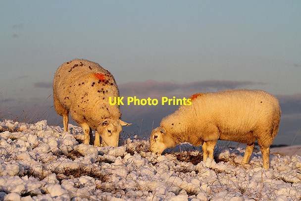 Photo 6"x4" Sheep near Duelly Knowes Covert Selkirk c2011 P1