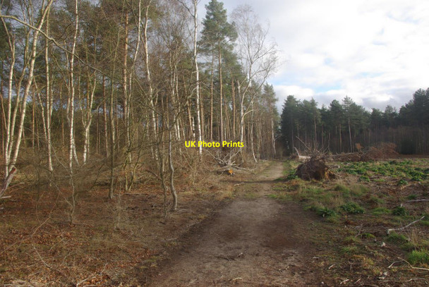 Photo 6"x4" Weststow Heath West Stow c2011 P1