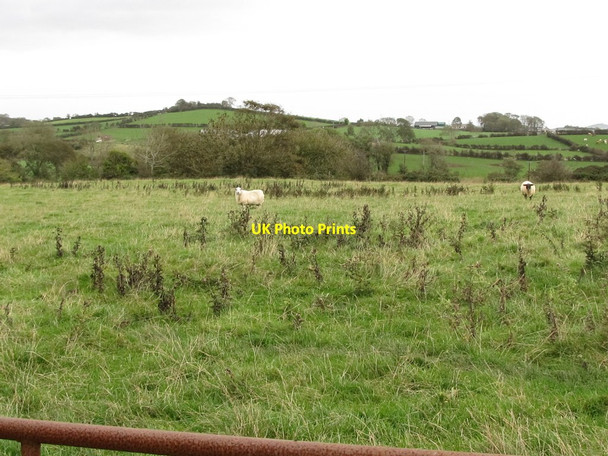 Photo 6"x4" View north-eastwards across rough grazing from the Corbally Road Downpatrick c2011