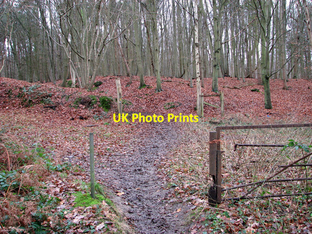 Photo 6"x4" Through Old Hall Wood on Bentley Lane, Belstead Blacksmith's Corner c2012