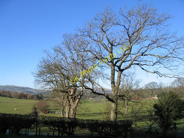 Photo 6"x4" Tree Line near Pen-y-Bryn Farm Gwernol c2007