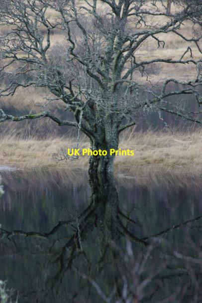 Photo 6"x4" Tree beside Loch an Eilean, Strathglass Easter Crochail c2011
