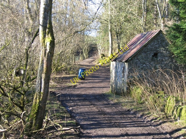 Photo 6"x4" Woodland Track near Bodidris Hall Hotel Gwernol c2007 P1