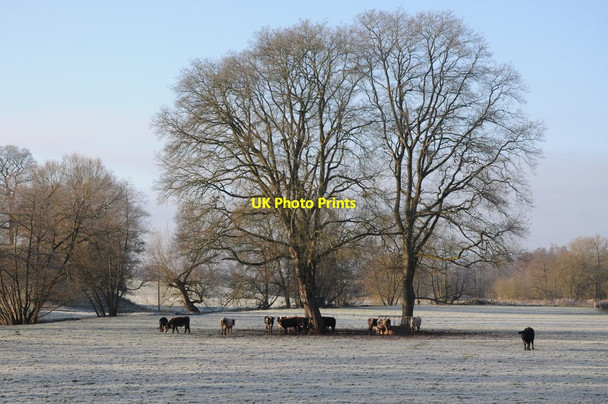Photo 6"x4" Cattle and trees Tal-y-coed c2012