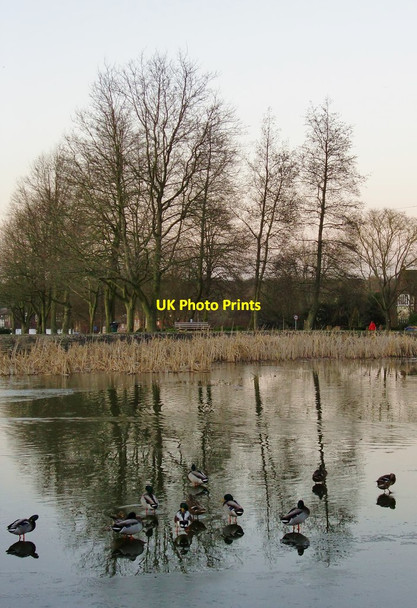 Photo 6"x4" The village pond, Tylers Green Beacon Hill\/SU9093 c2012