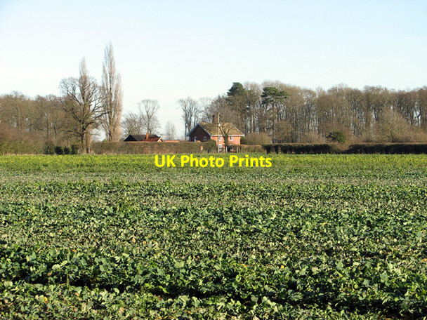 Photo 6"x4" Oilseed rape crop, Easton Easton\/TM2858 c2012