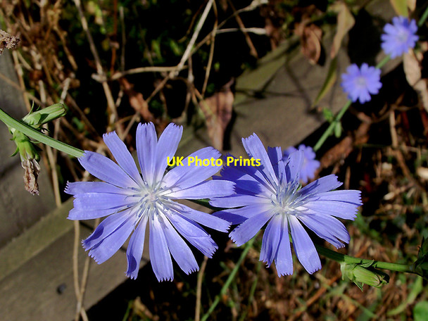 Photo 6"x4" Chicory by the canal at Market Drayton, Shropshire Market Drayton c2011