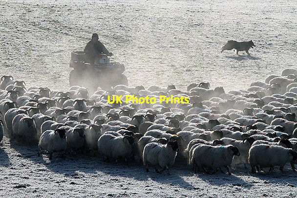 Photo 6"x4" Rounding up the sheep Dryhope c2012