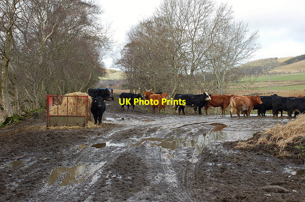Photo 6"x4" Cows on the line, Dreva Broughton\/NT1136 c2012