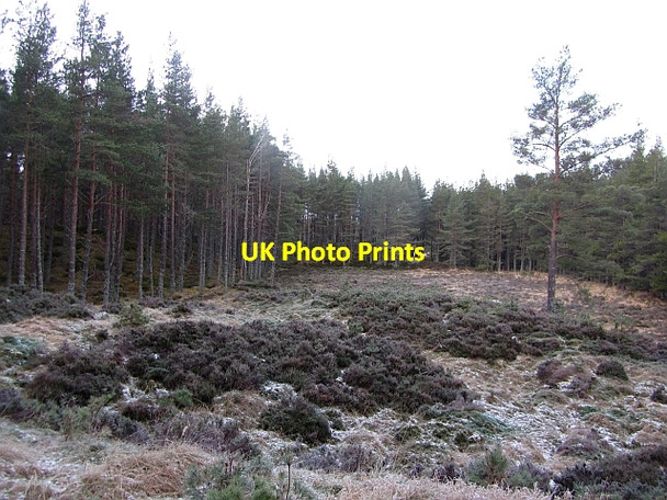 Photo 6"x4" Inshriach Forest Feshiebridge c2012