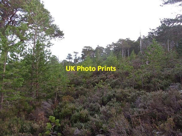 Photo 6"x4" Regenerating pine forest Feshiebridge c2012