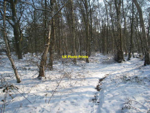 Photo 6"x4" Path through Lodge Plantation Holton le Moor c2012