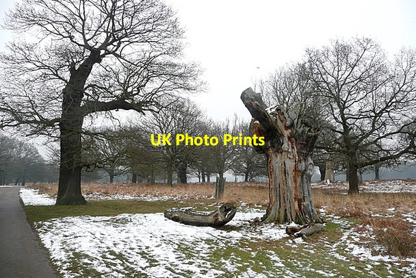Photo 6"x4" Trees in Richmond Park Kingston Upon Thames c2012