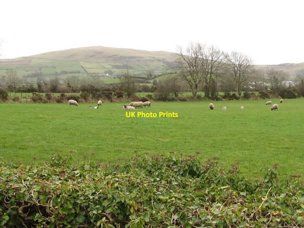 Photo 6"x4" Sheep pastures between Old Road and Hilltown Road Mayobridge c2012