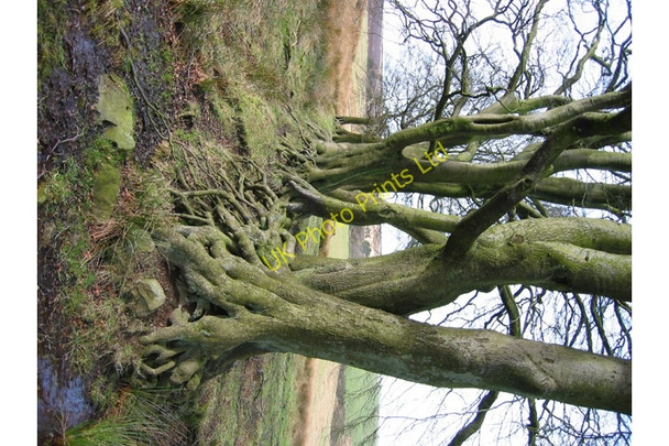 Photo 6"x4" Tree roots Newtown\/SK0663 c2007