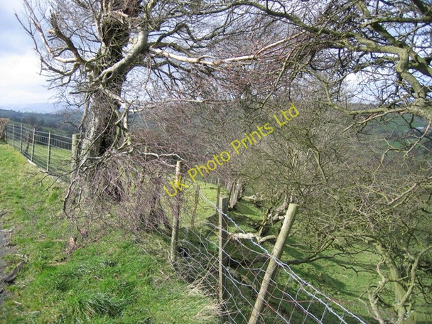 Photo 6"x4" Old Hedge Line near Ty-isaf Bryneglwys\/SJ1447 c2007