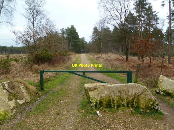 Photo 6"x4" Bloxworth Heath, gate Cold Harbour\/SY9089 c2012