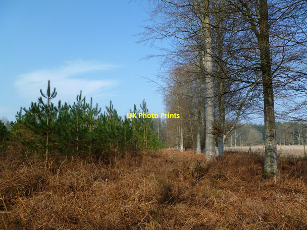 Photo 6"x4" Hethfelton, young conifers Stokeford c2012