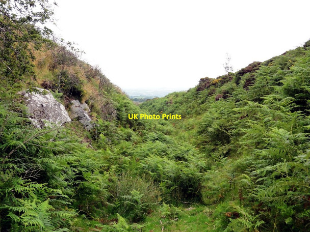 Photo 6"x4" In a Gulley Michelcombe c2011