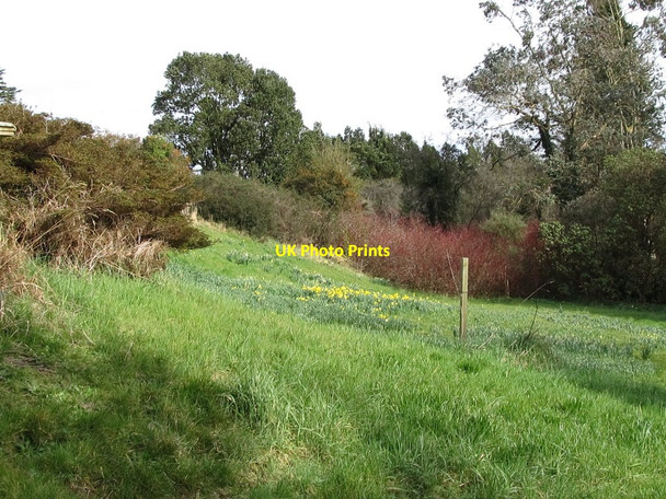 Photo 6"x4" A daffodil bank below the greenhouse terrace Castlewellan c2012