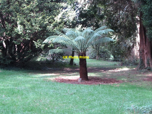 Photo 6"x4" A Dicksonia Antarctica in the Annesley Arboretum Castlewellan c2012