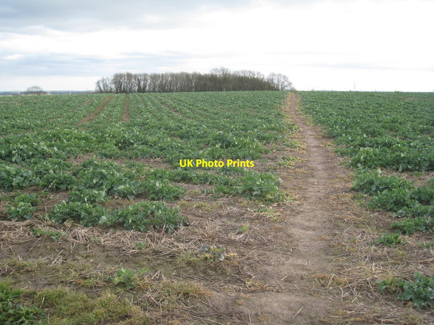 Photo 6"x4" Footpath to Sibthorpe Flintham c2012