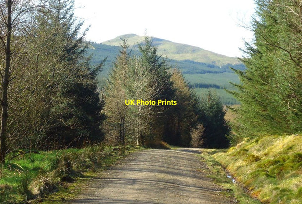 Photo 6"x4" Carron Valley Forest, track River Carron\/NS6684 c2012