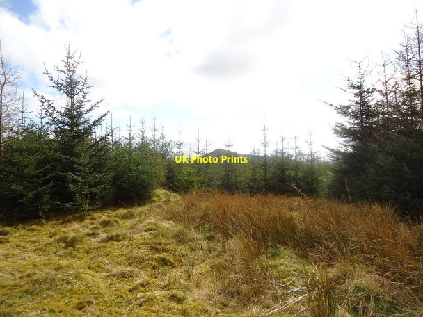 Photo 6"x4" Carron Valley Forest, clearing River Carron\/NS6684 c2012