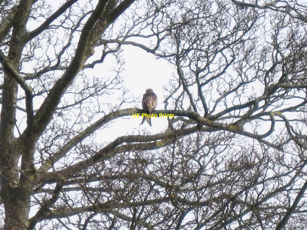 Photo 6"x4" Red Kite in a tree Chinnor c2012
