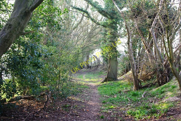 Photo 6"x4" Udiam Lane Collier's Green c2007