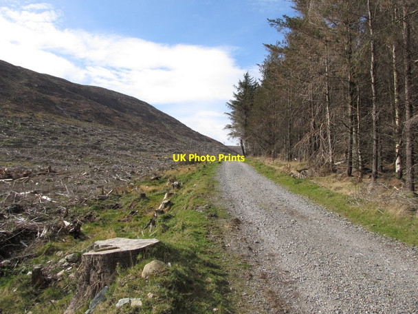 Photo 6"x4" Upper forest track in Donard Forest Newcastle\/J3732 c2012