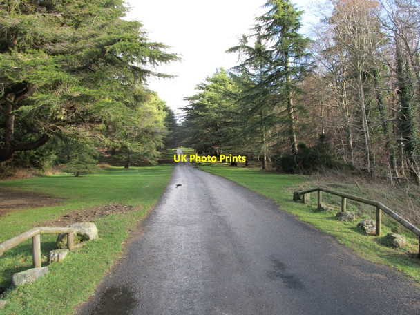 Photo 6"x4" View east along the Barbican Drive at Tollymore Forest Park Newcastle\/J3732 c2011