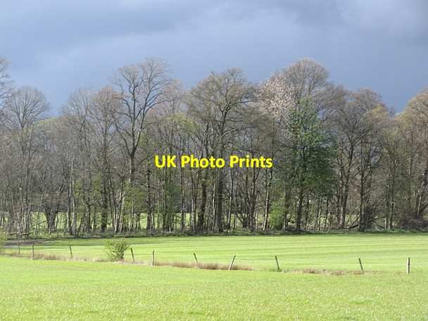 Photo 6"x4" Woodland, Boquhan Culmore\/NS6796 c2012