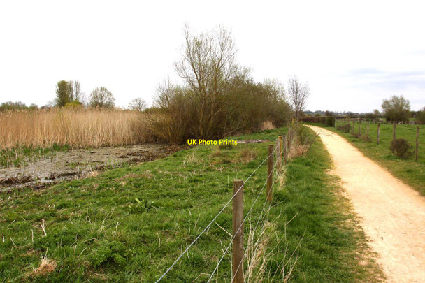 Photo 6"x4" The Thames Path by reedbeds Waterhay c2012
