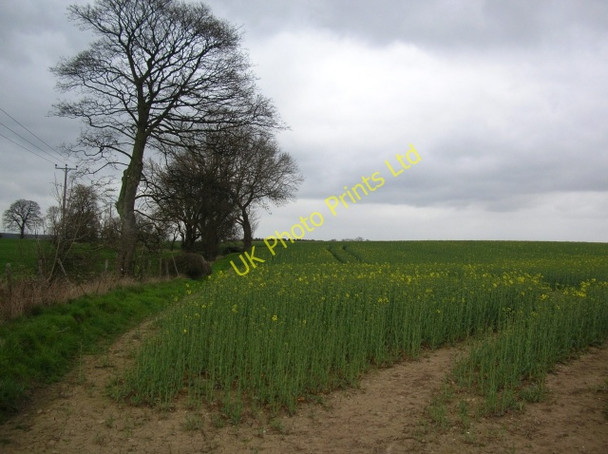 Photo 6"x4" Rape growing Bishop Monkton c2007