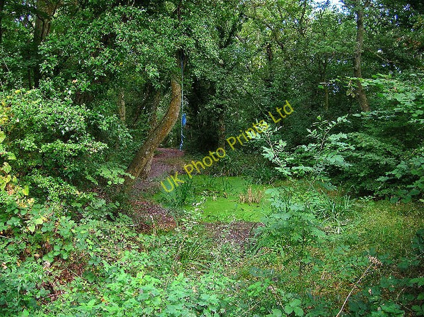 Photo 6"x4" The Nye, Ditchling Westmeston c2005