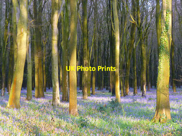Photo 6"x4" Woodland, Collingbourne Ducis Collingbourne Ducis c2012