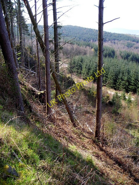 Photo 6"x4" Western Side of Moyle Hill Palnackie c2007