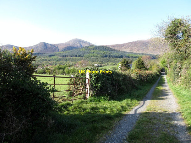 Photo 6"x4" The view on emerging out of Tipperary Wood Newcastle\/J3732 c2012