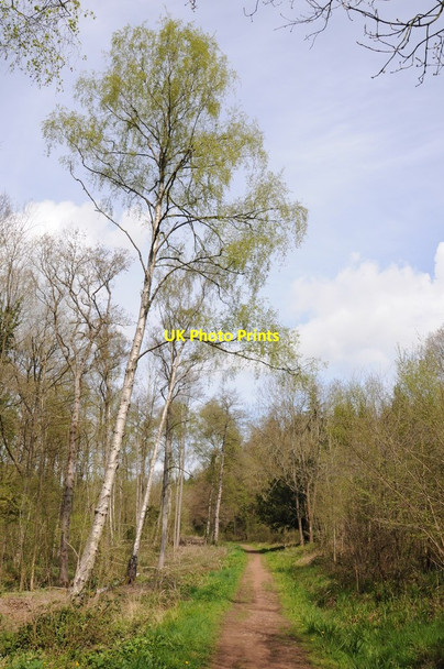 Photo 6"x4" Woodland track Dymock Forest Gorsley Common c2012