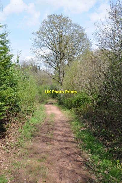 Photo 6"x4" Woodland walk, Dymock Forest Shaw Common c2012