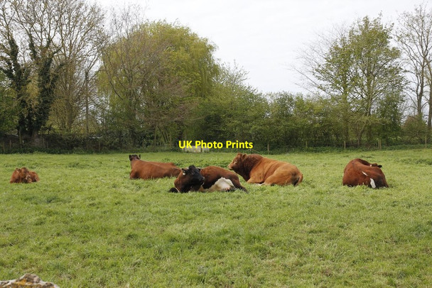 Photo 6"x4" Chewing the cud Eaton Hastings c2012