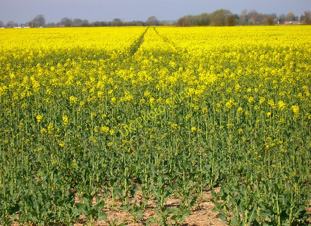 Photo 6"x4" Rape Field Ivychurch c2007